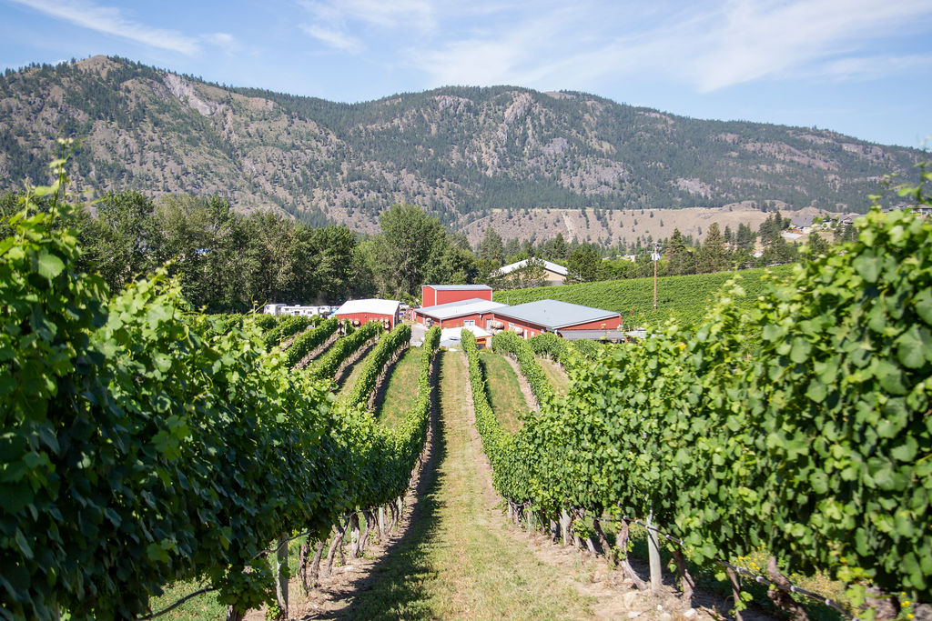 View from top of B Field Pinot Noir