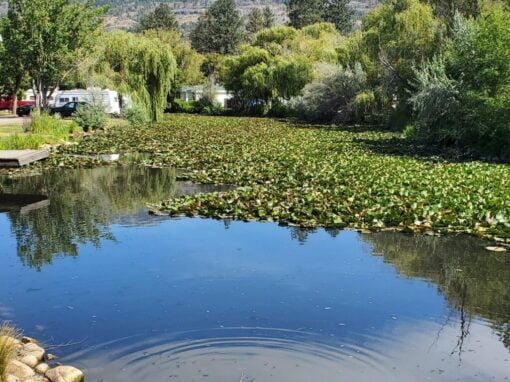 South Beach Gardens Pond