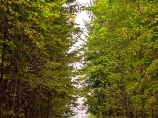 part of the trail surrounded by trees