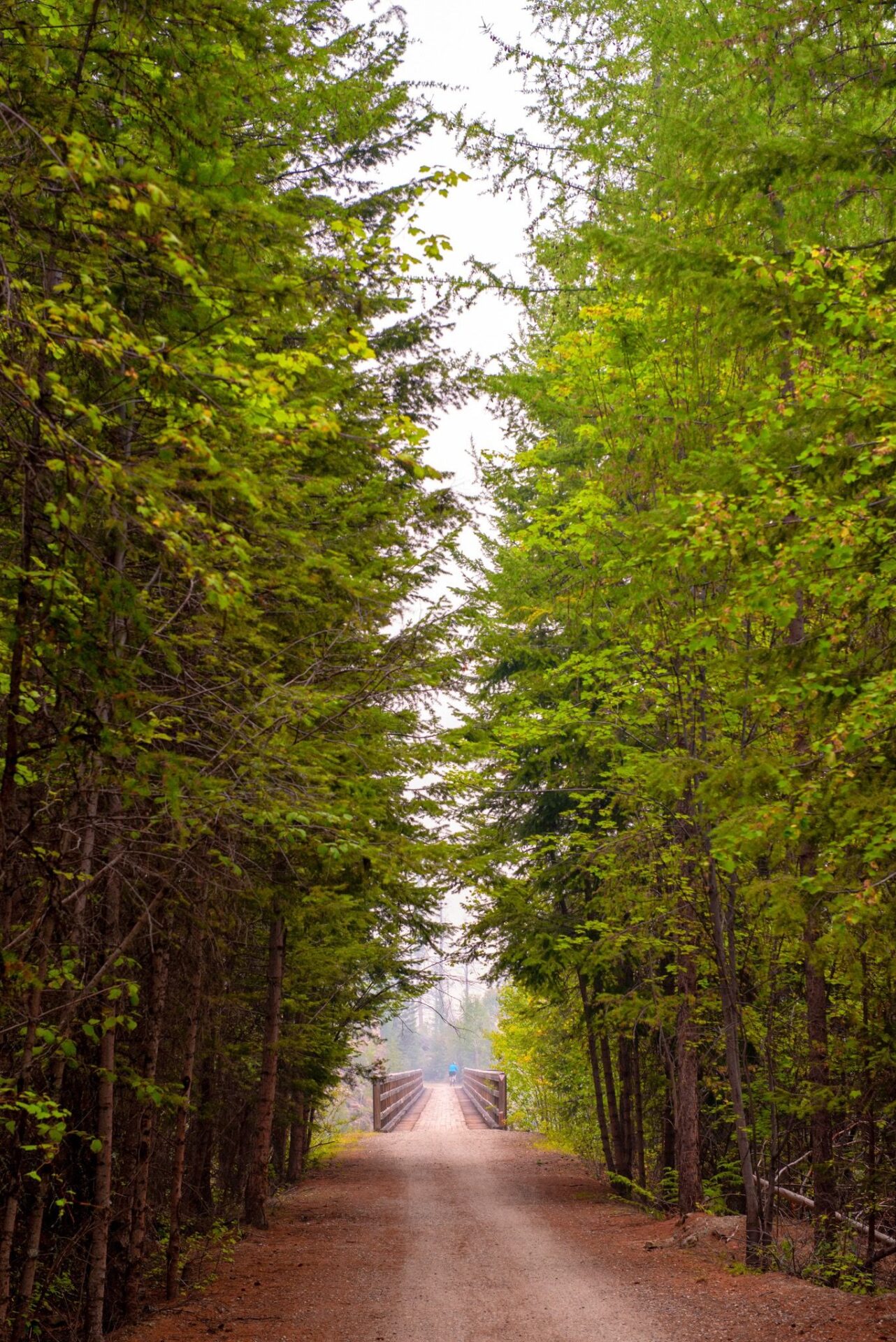 part of the trail surrounded by trees