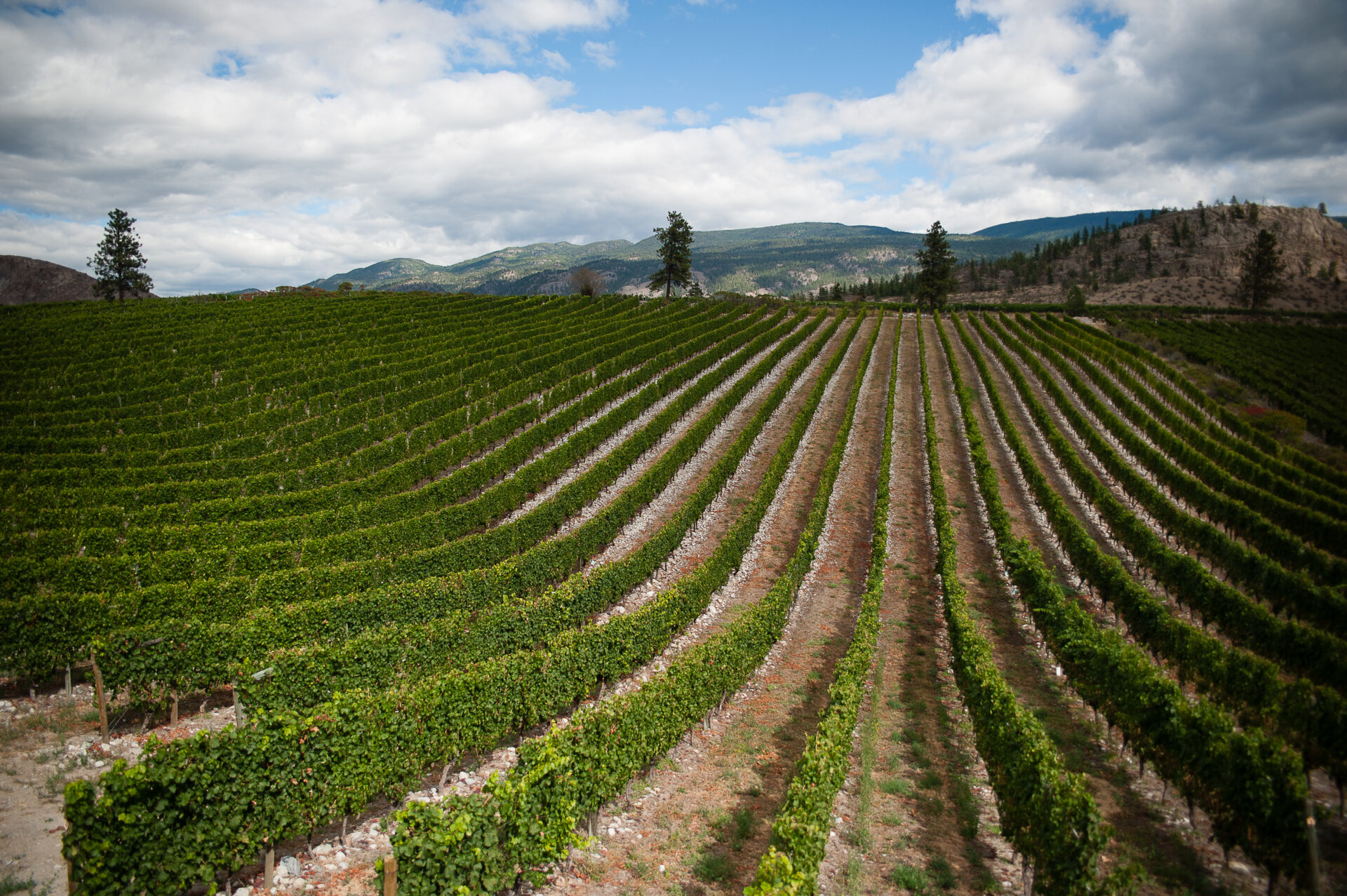 wild goose winery vineyards