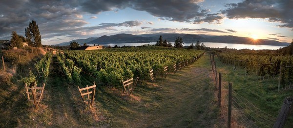 nichol vineyard looking at okanagan lake