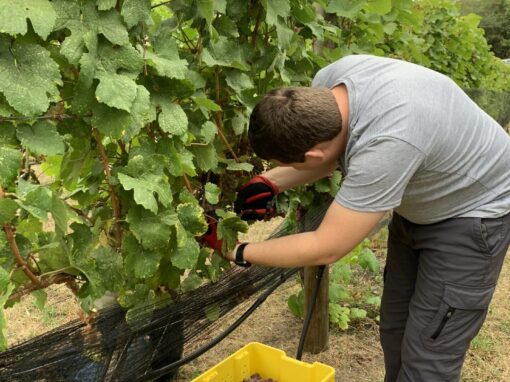 wesbert winery hand harvesting grapes
