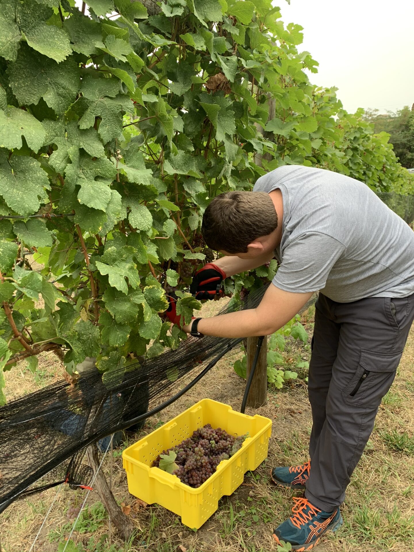 wesbert winery hand harvesting grapes