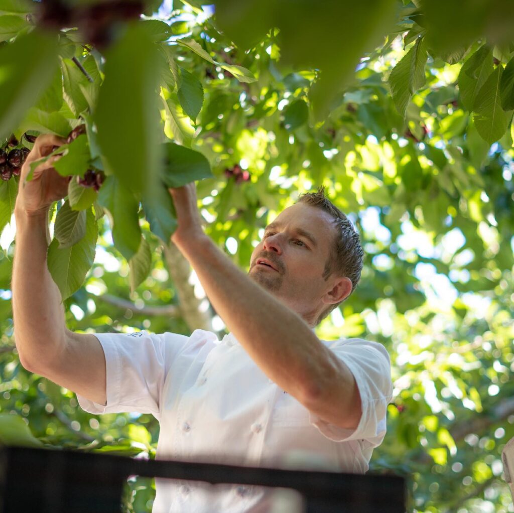 Ned Bell of Naramata Inn picking cherries in Naramata