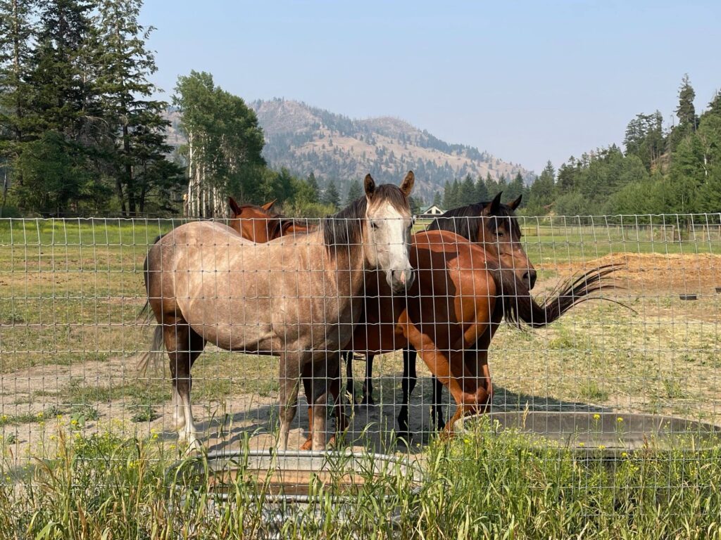 gottagoat farm horses