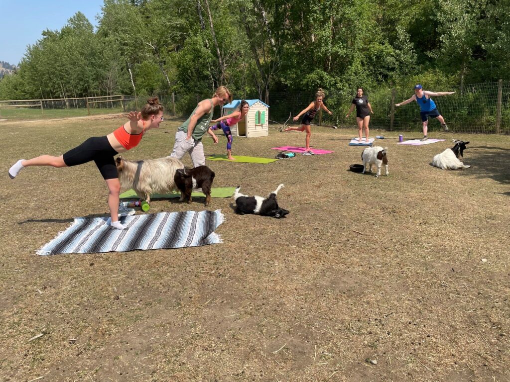 gottagoat farm - goga goat yoga