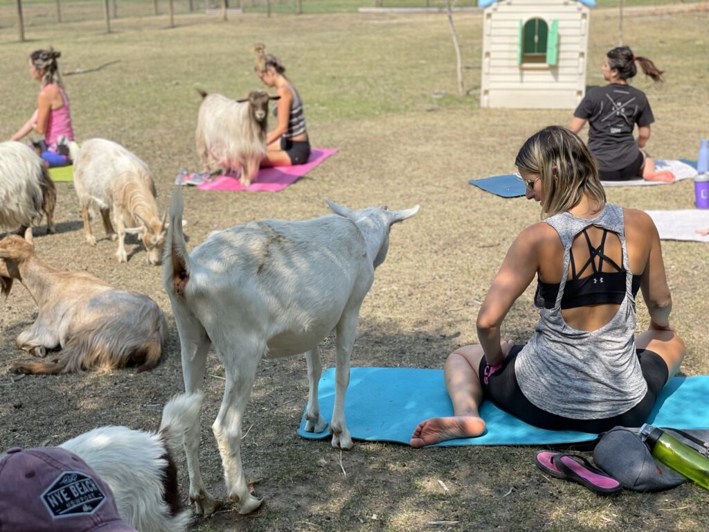 gottagoat farm - goat yoga