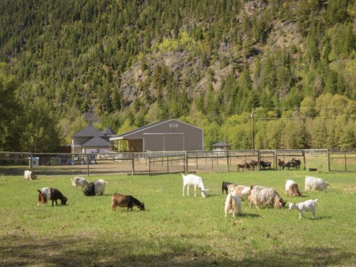 GottaGoat Farm goats