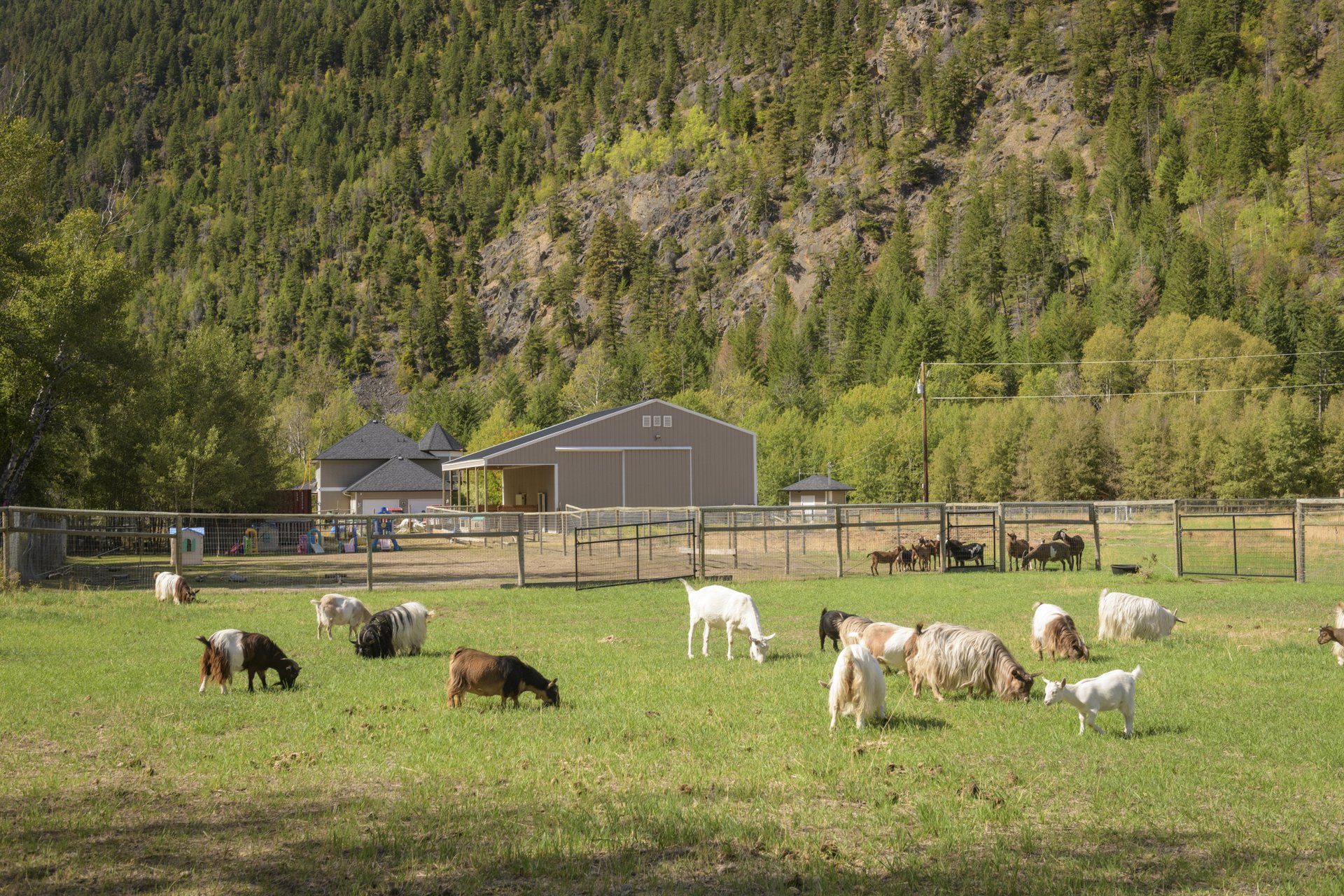 GottaGoat Farm goats