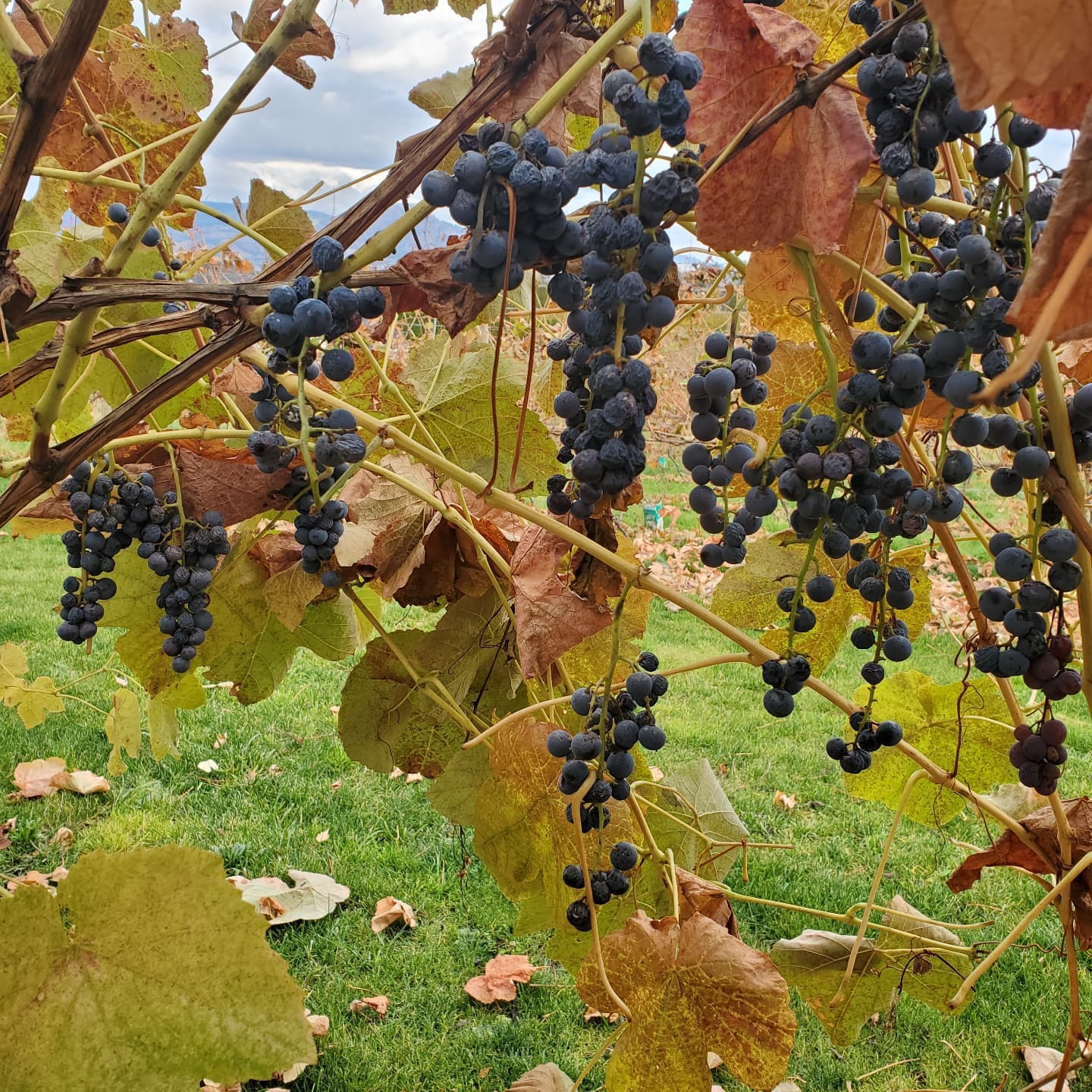 Cheers Okanagan Tours grapes vineyard