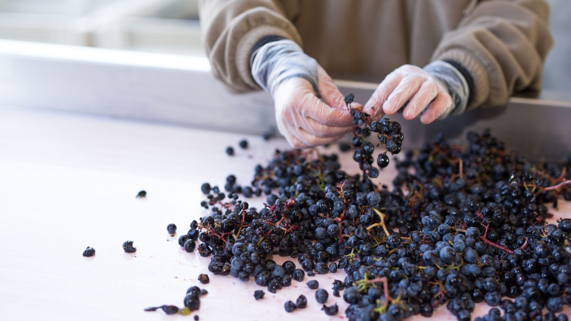 phantom creek grapes