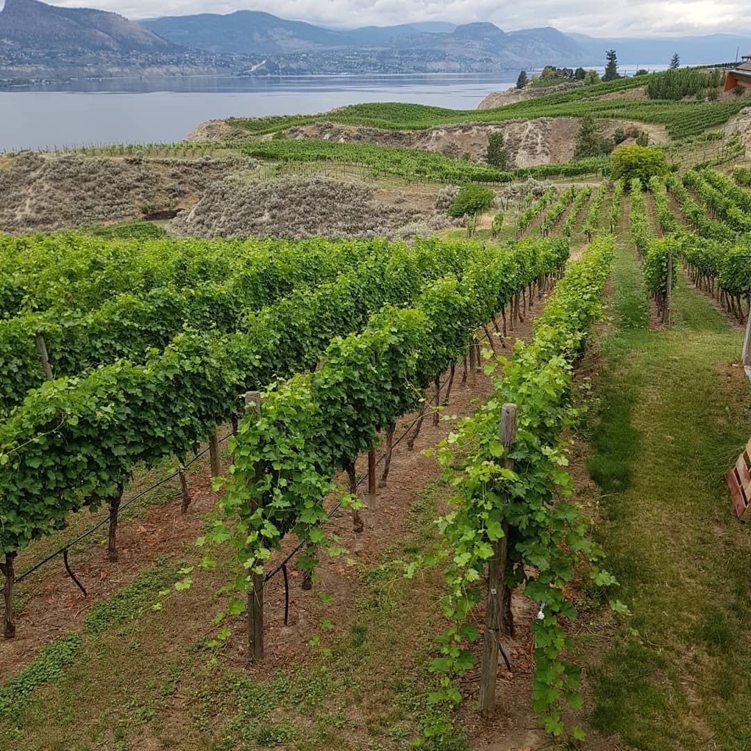 Cheers Okanagan Tours vineyard