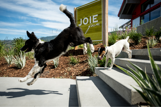 joiefarm winery dogs