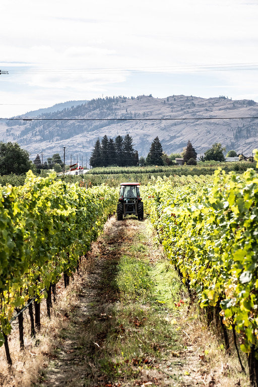 oowa vinyard