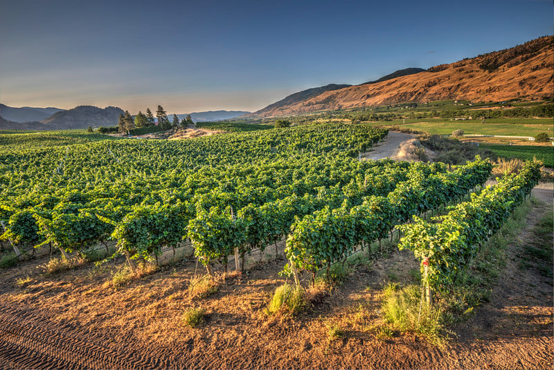 oowa vineyard views