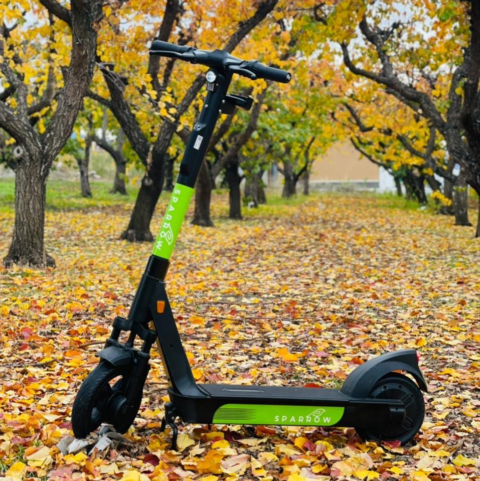 sparrow scooters in leaves during fall