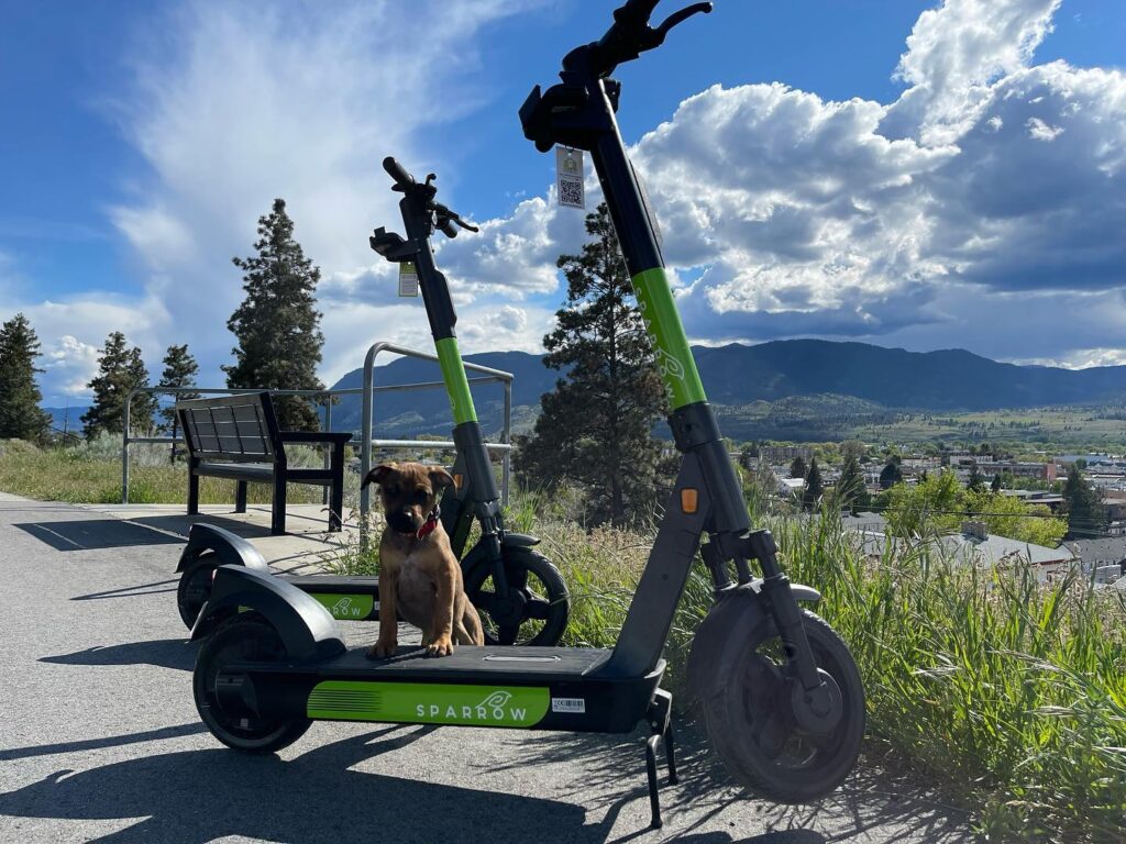 sparrow scooters and puppy