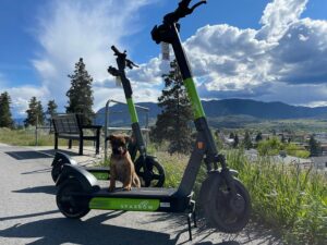 sparrow scooters and puppy