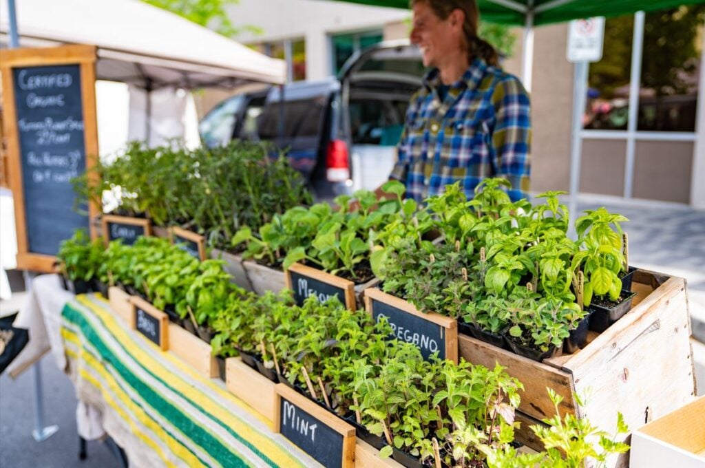 fresh herbs for sale are pictured in wooden boxes at the market 