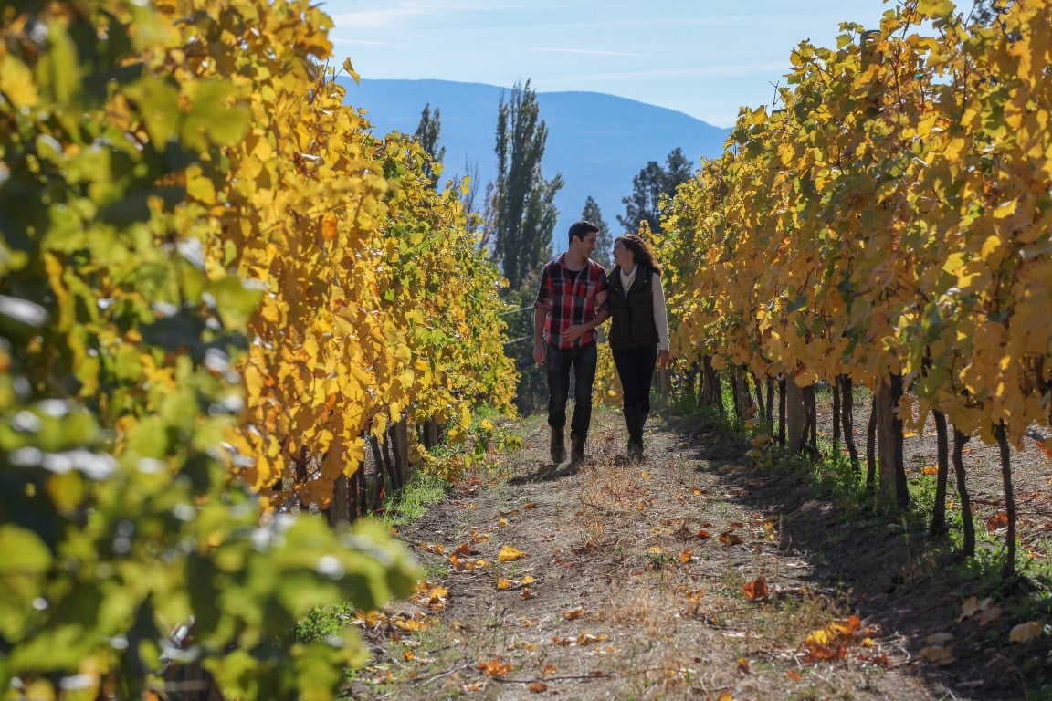 Couple enjoying a walk through a vineyard in the fall while vacationing at Summerland Waterfront Resort & Spa