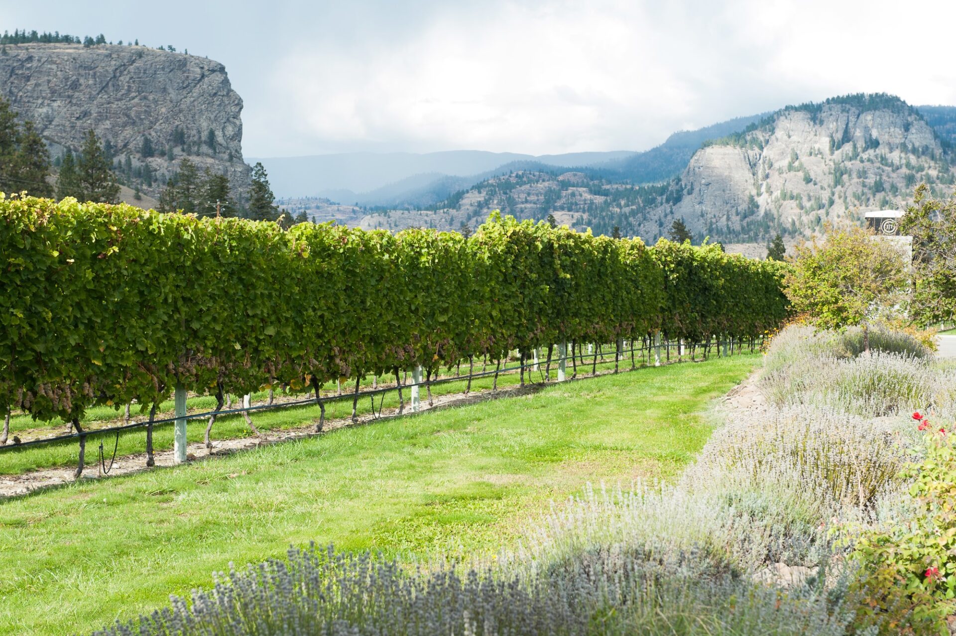Inniskillin and Jackson-Triggs vineyard view