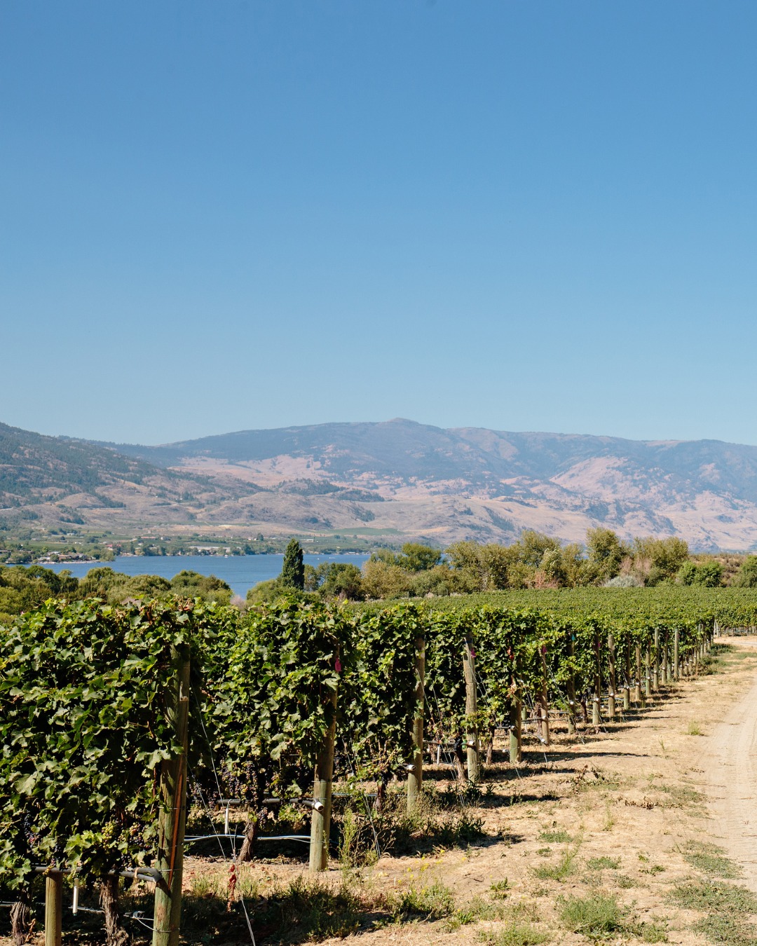 Nk'Mip Cellars vineyard views
