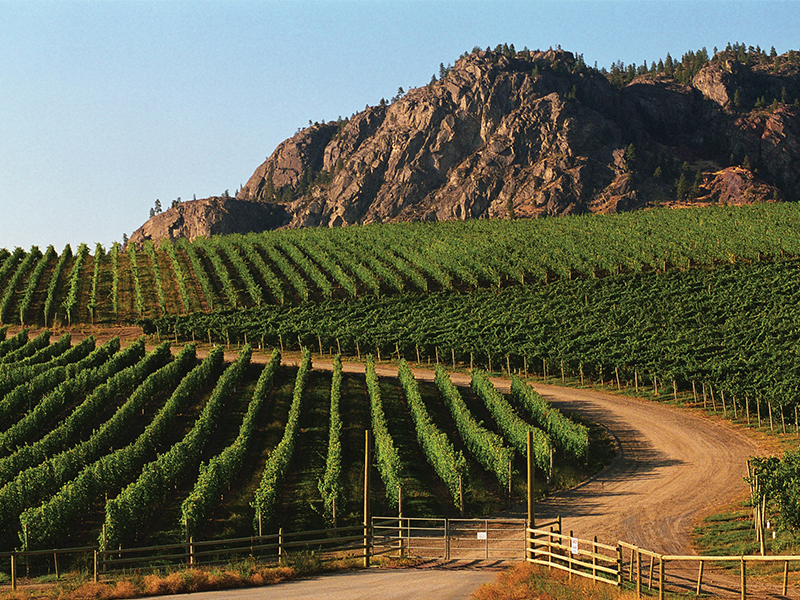 Inniskillin and Jackson-Triggs vineyards