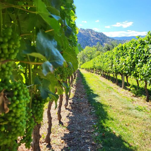 vineyard and grapes on the vine - tour with unique blend south okanagan tours