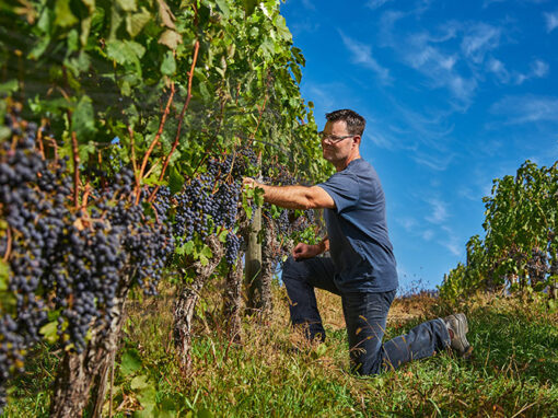 rob in the vineyards from black market wine company