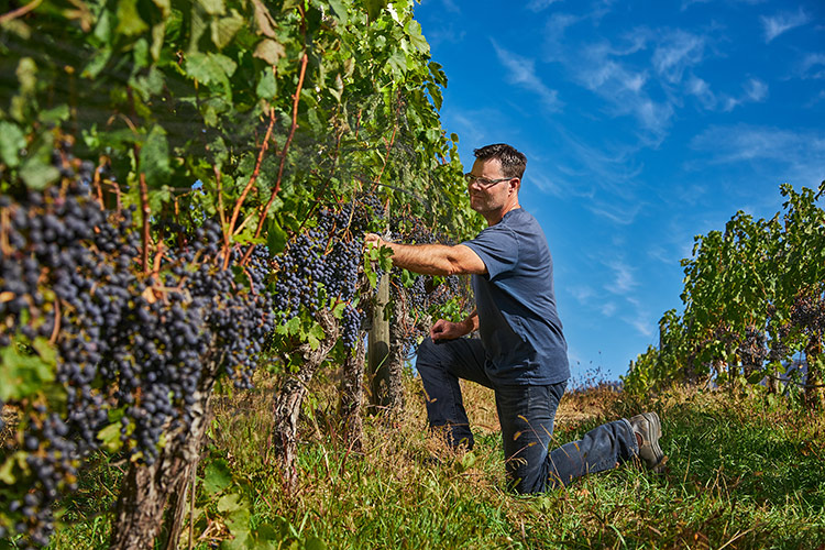 rob in the vineyards from black market wine company