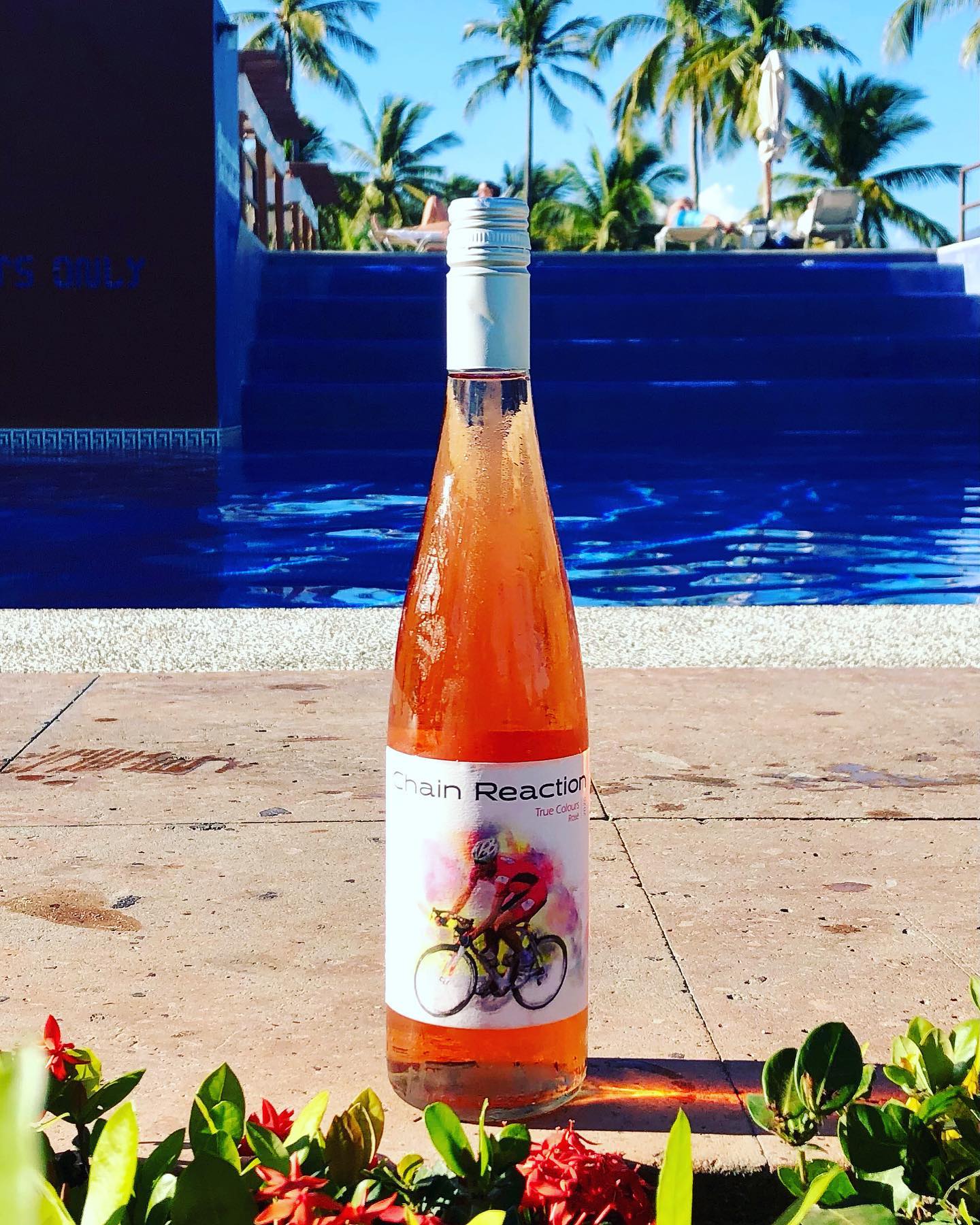 chain reaction winery bottle of rose next to the pool