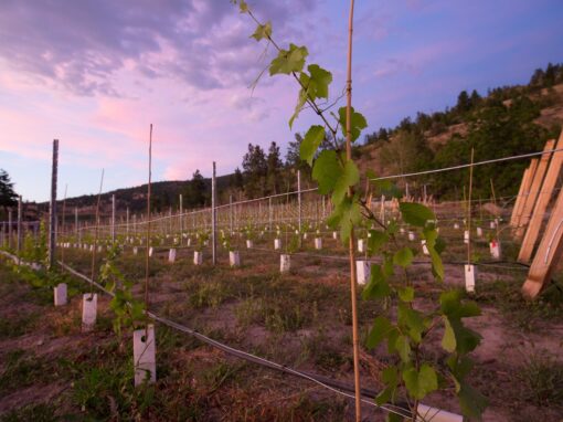 chain reaction winery vineyard planting