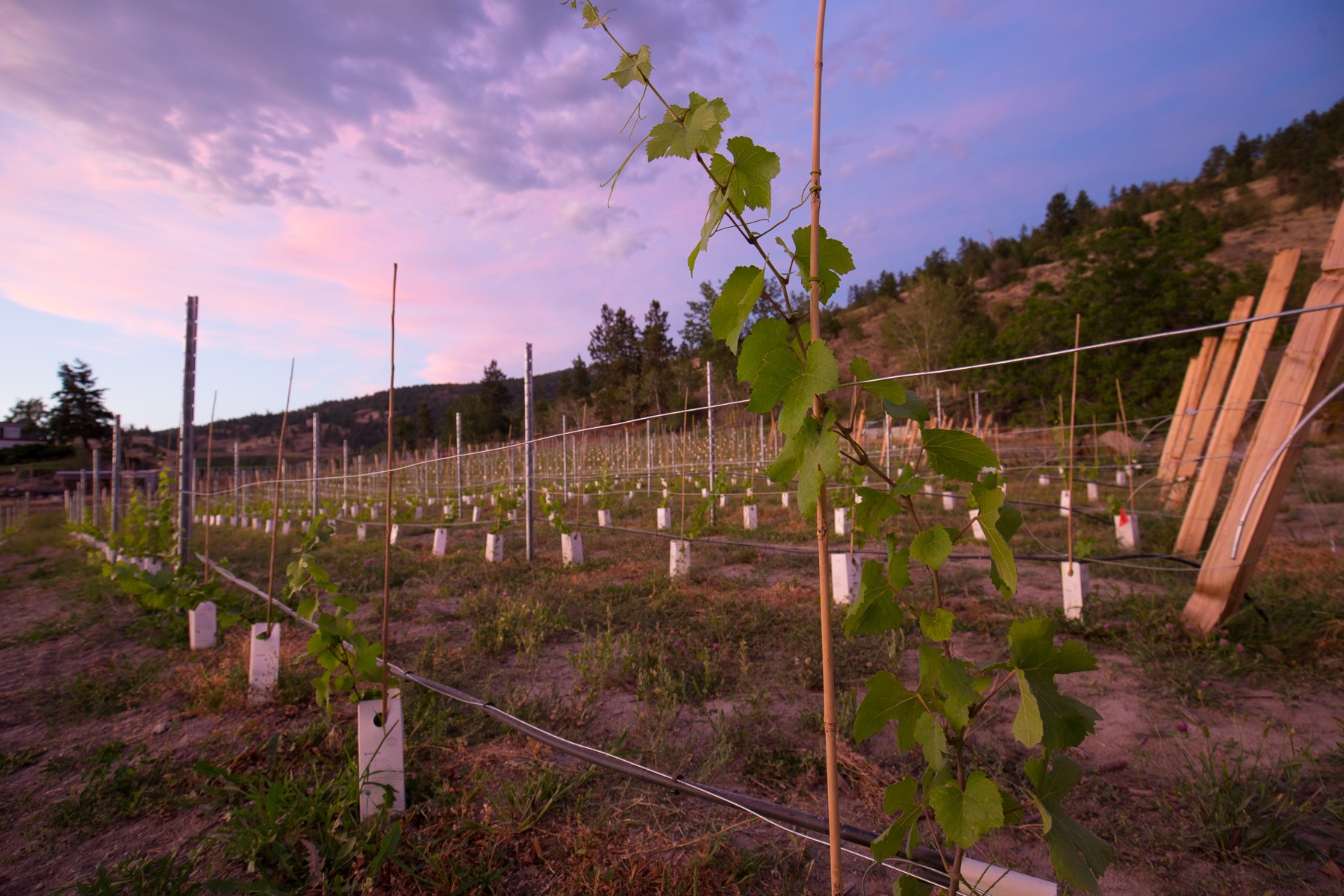 chain reaction winery vineyard planting