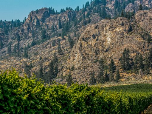 red barn winery jagged rock