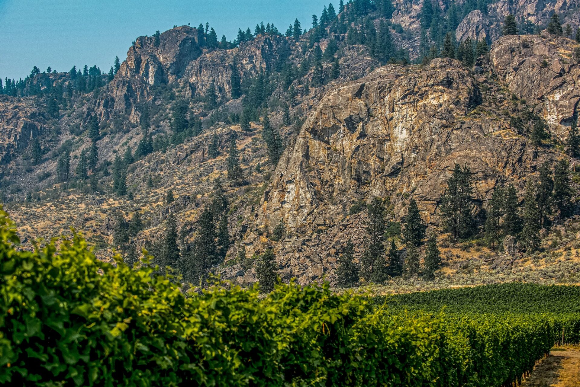red barn winery jagged rock