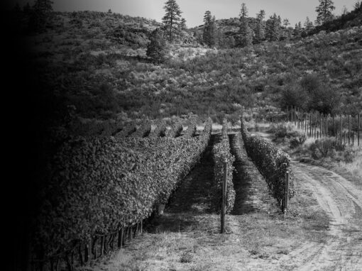 checkmate winery vineyard
