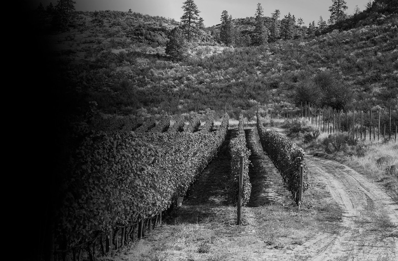 checkmate winery vineyard