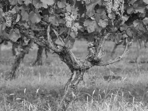 checkmate winery vineyard grapes