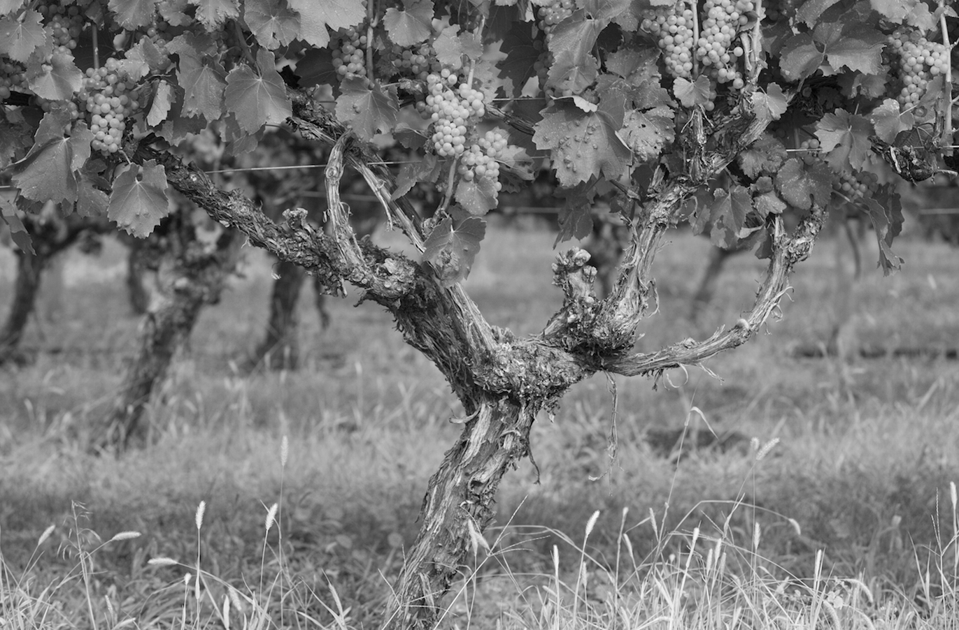 checkmate winery vineyard grapes