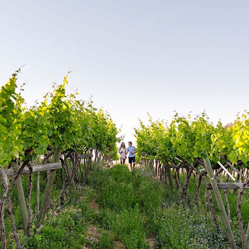noble ridge vineyard and winery couple walking in vineyards