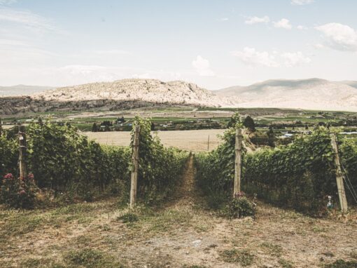 road 13 vineyards view