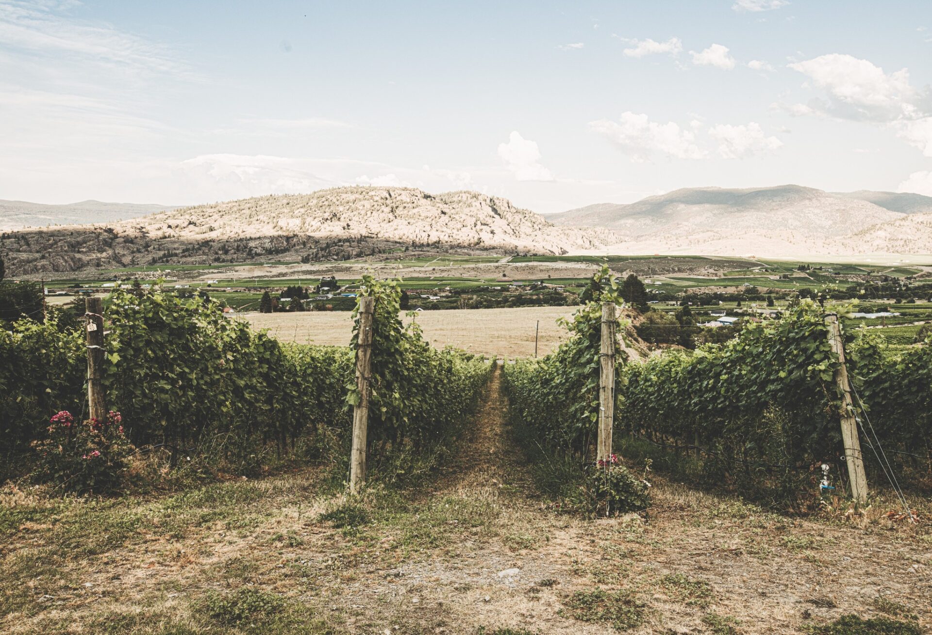 road 13 vineyards view