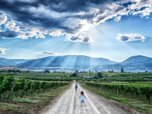roche wines kids running down road between vineyards