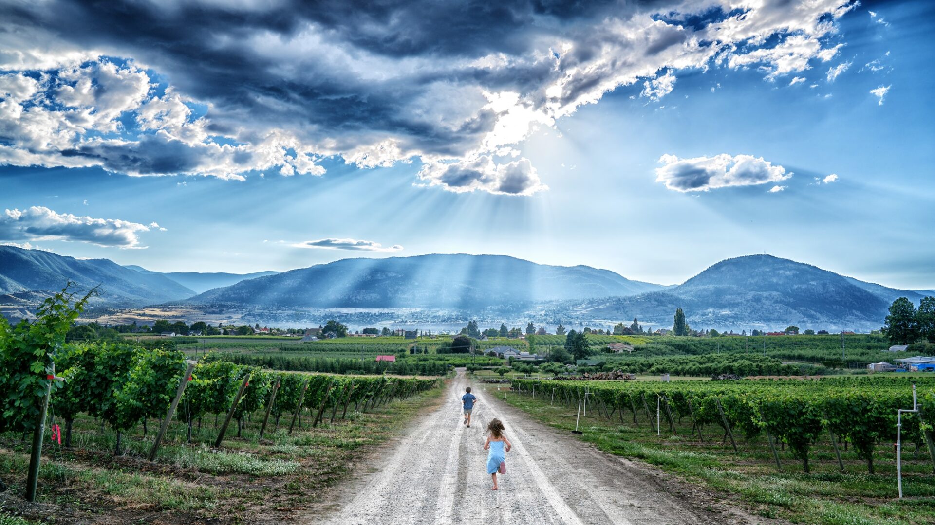 roche wines kids running down road between vineyards
