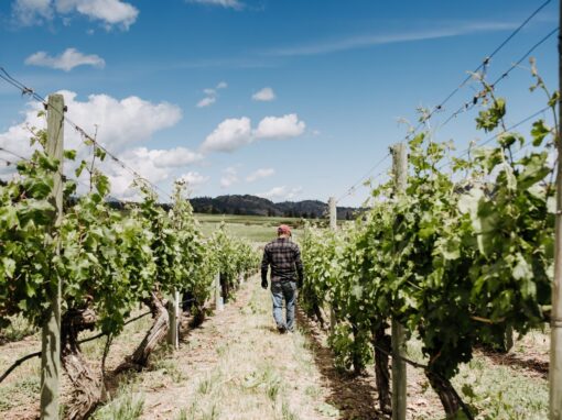 Hester Creek worker in vineyards