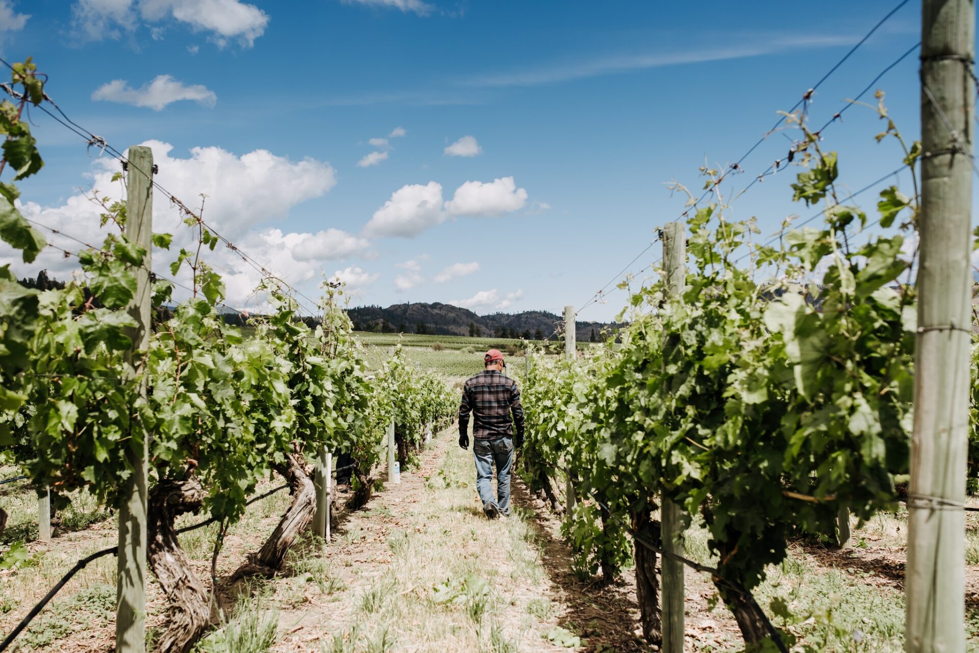 Hester Creek worker in vineyards