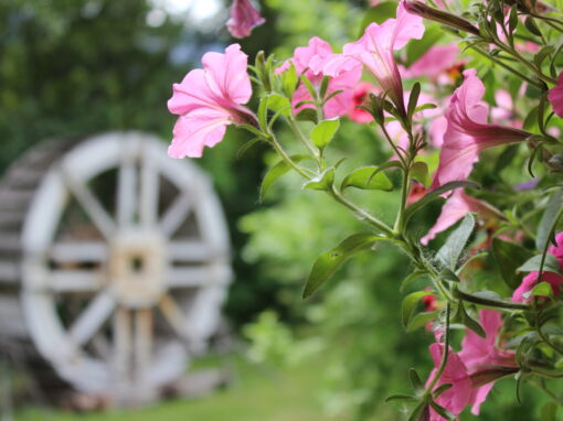 The Grist Mill flowers and mill