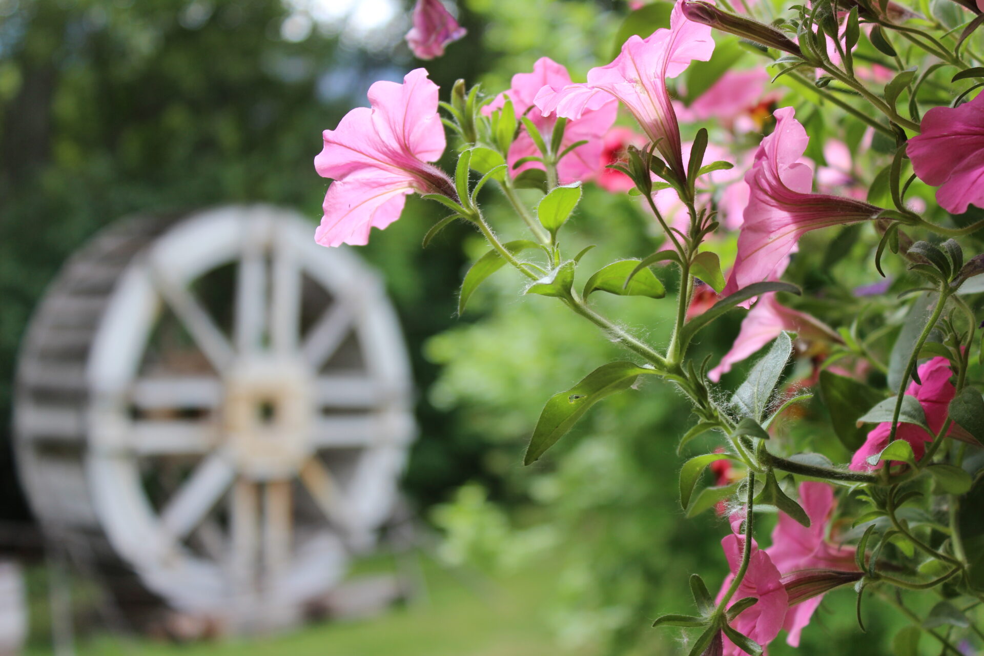 The Grist Mill flowers and mill
