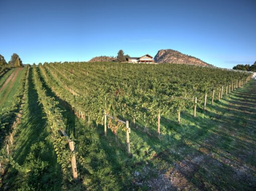 Lightning Rock Winery vineyards